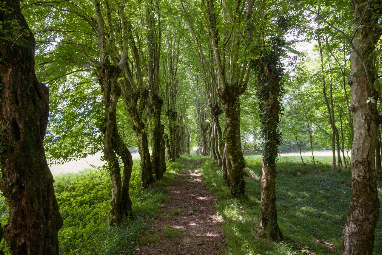 Viale Alberato-DSC_8605