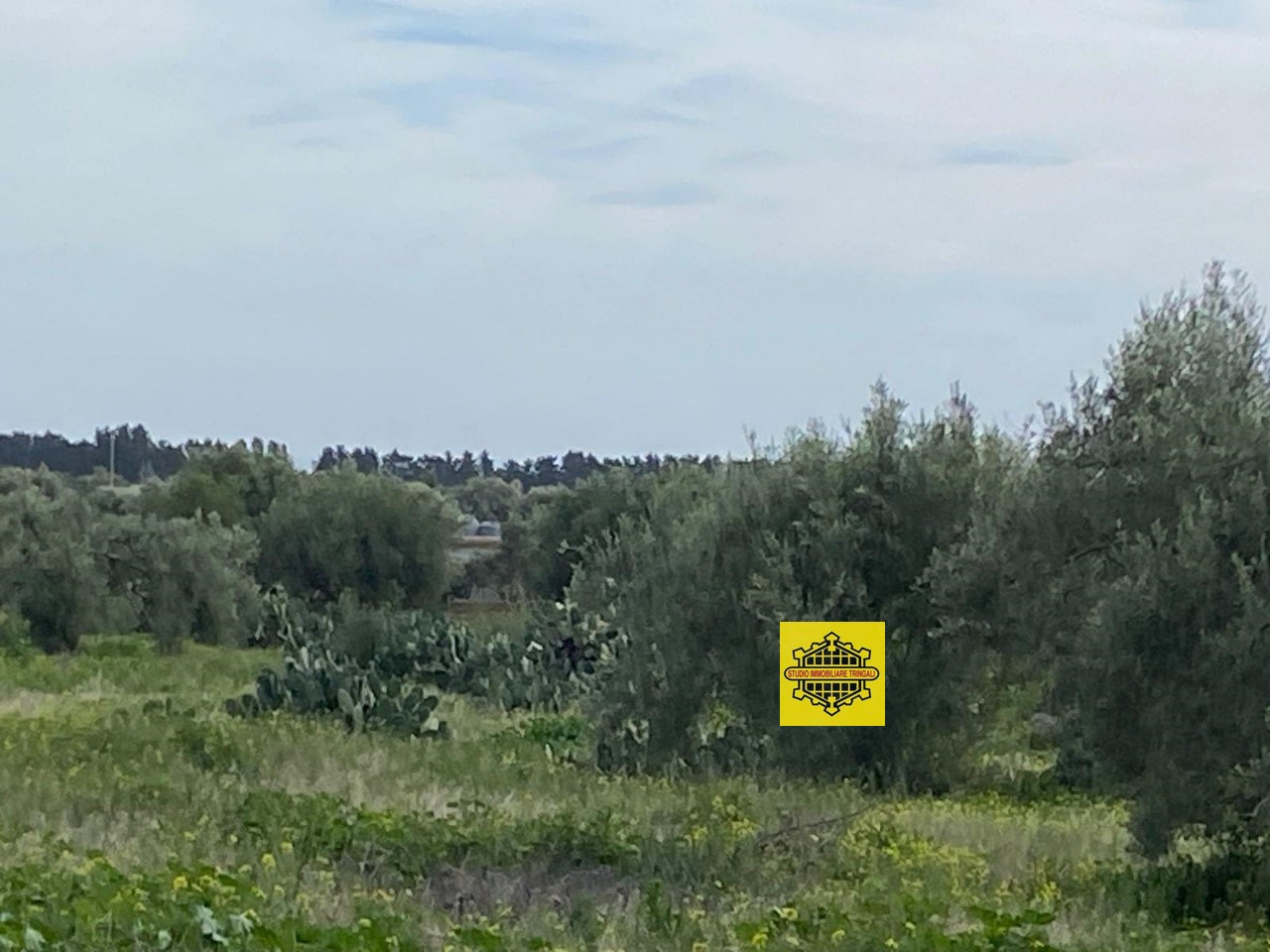 immagine annuncio 11 di 12