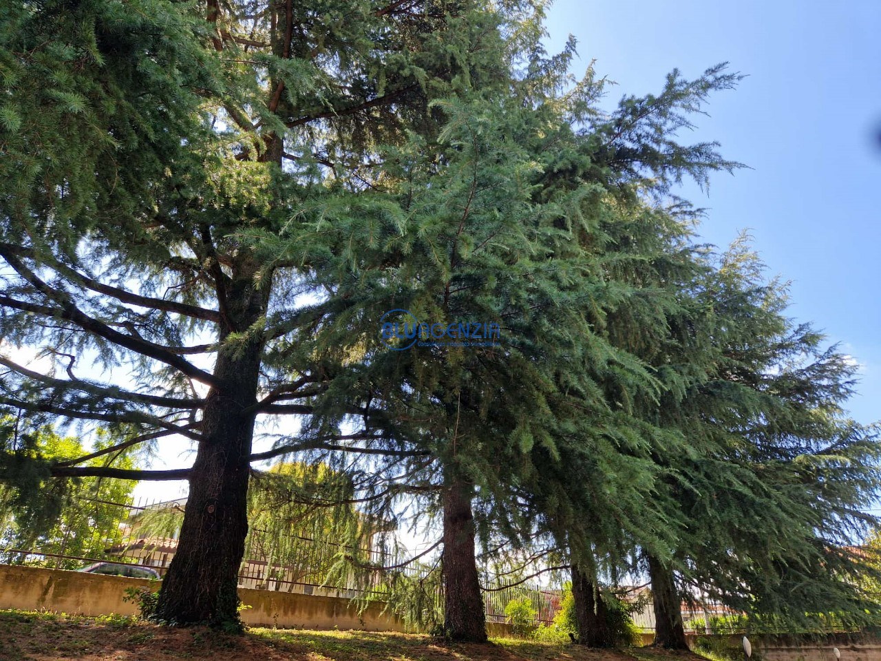 immagine annuncio 11 di 14