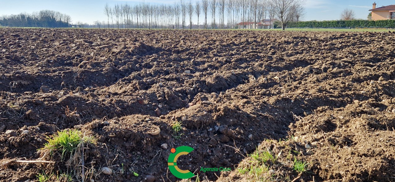 immagine annuncio 3 di 8