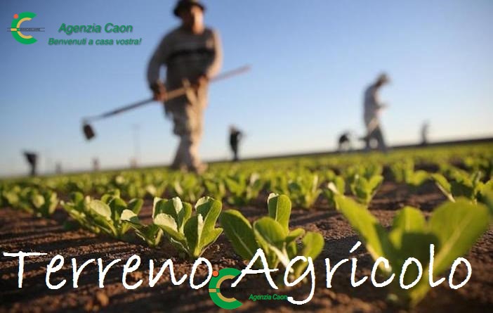 terreno agricolo 2