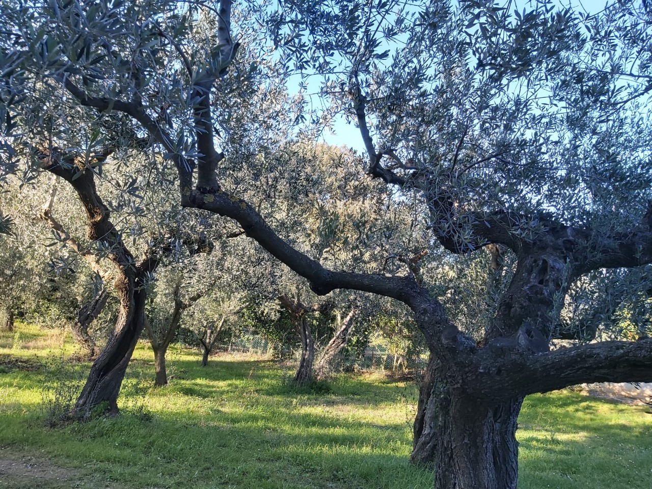 immagine annuncio 12 di 15