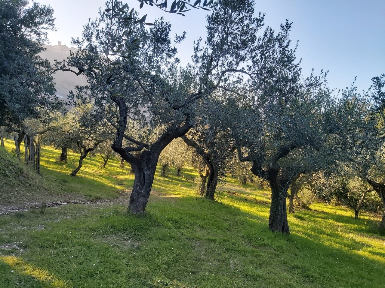 immagine annuncio 13 di 15