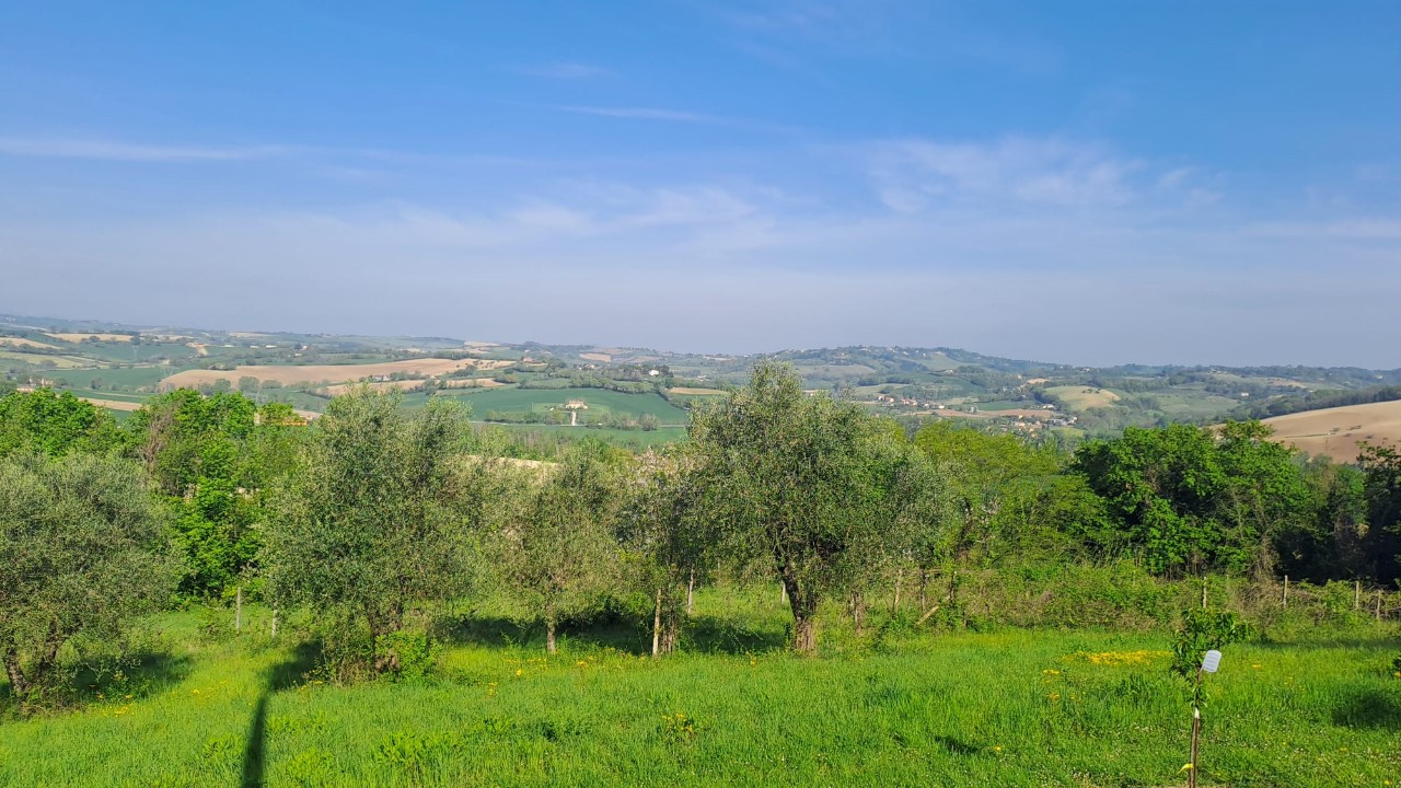 immagine annuncio 3 di 14