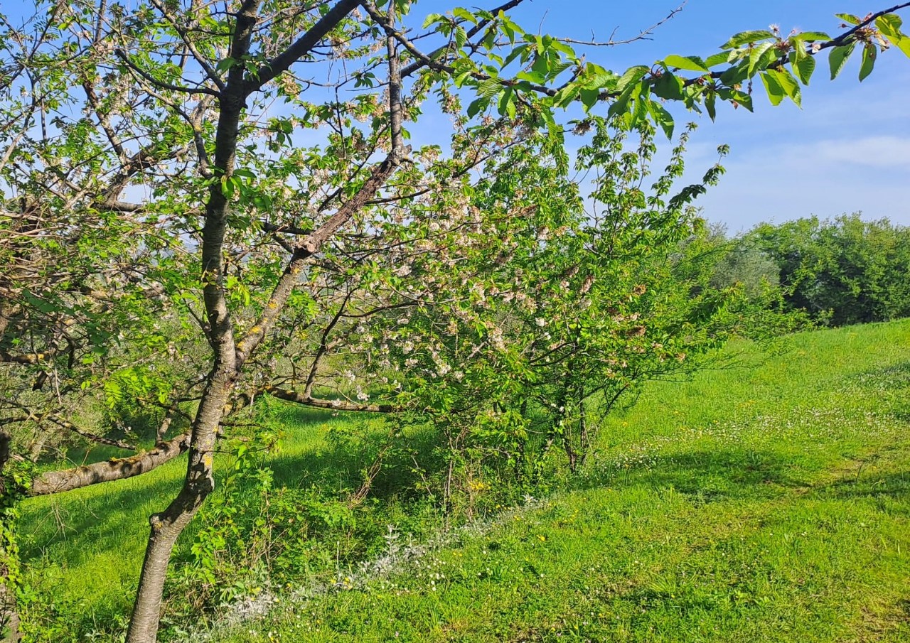 immagine annuncio 8 di 14
