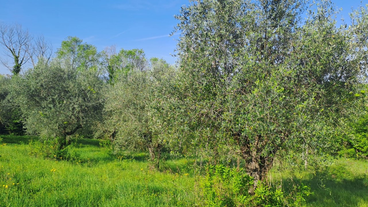immagine annuncio 2 di 14