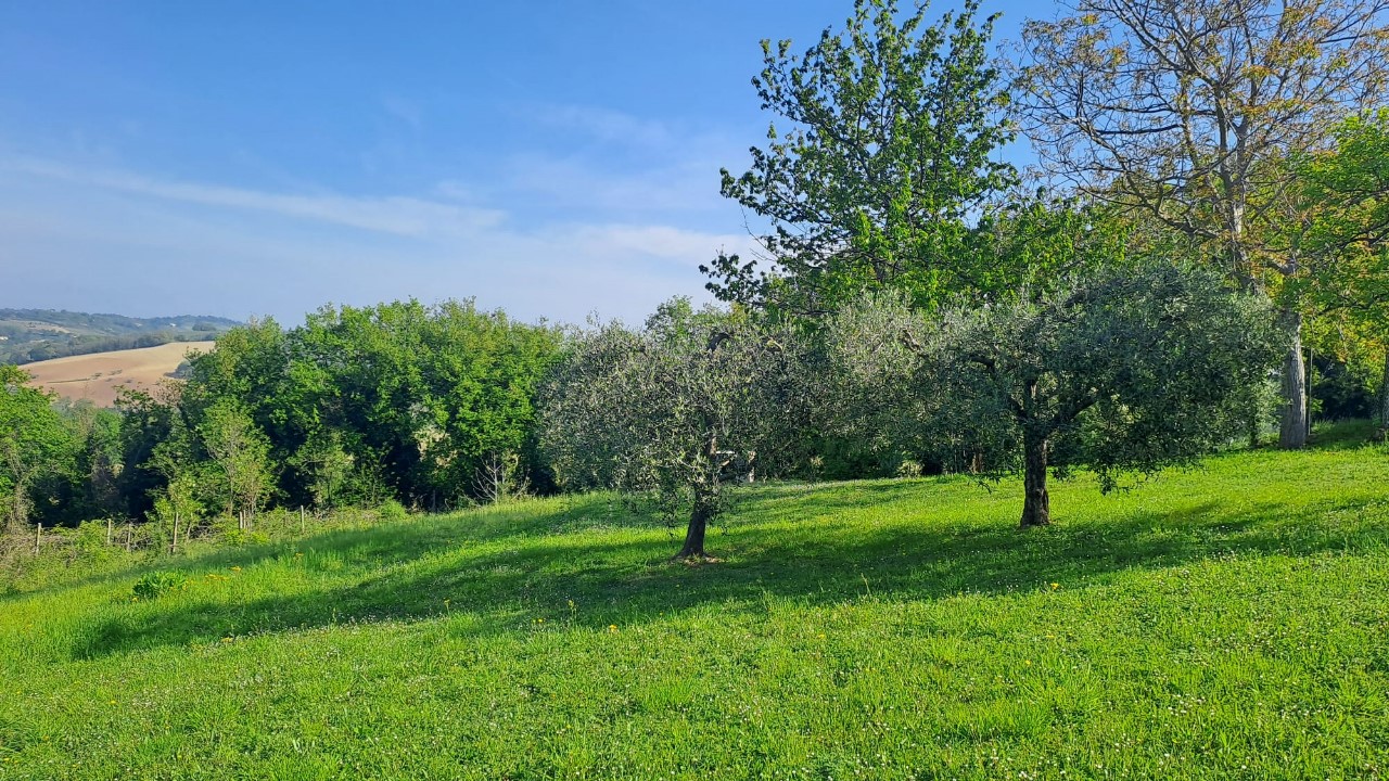 immagine annuncio 7 di 14