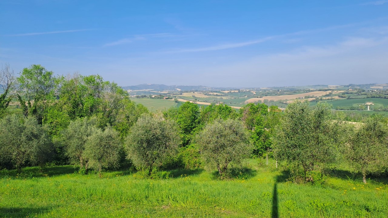 immagine annuncio 4 di 14