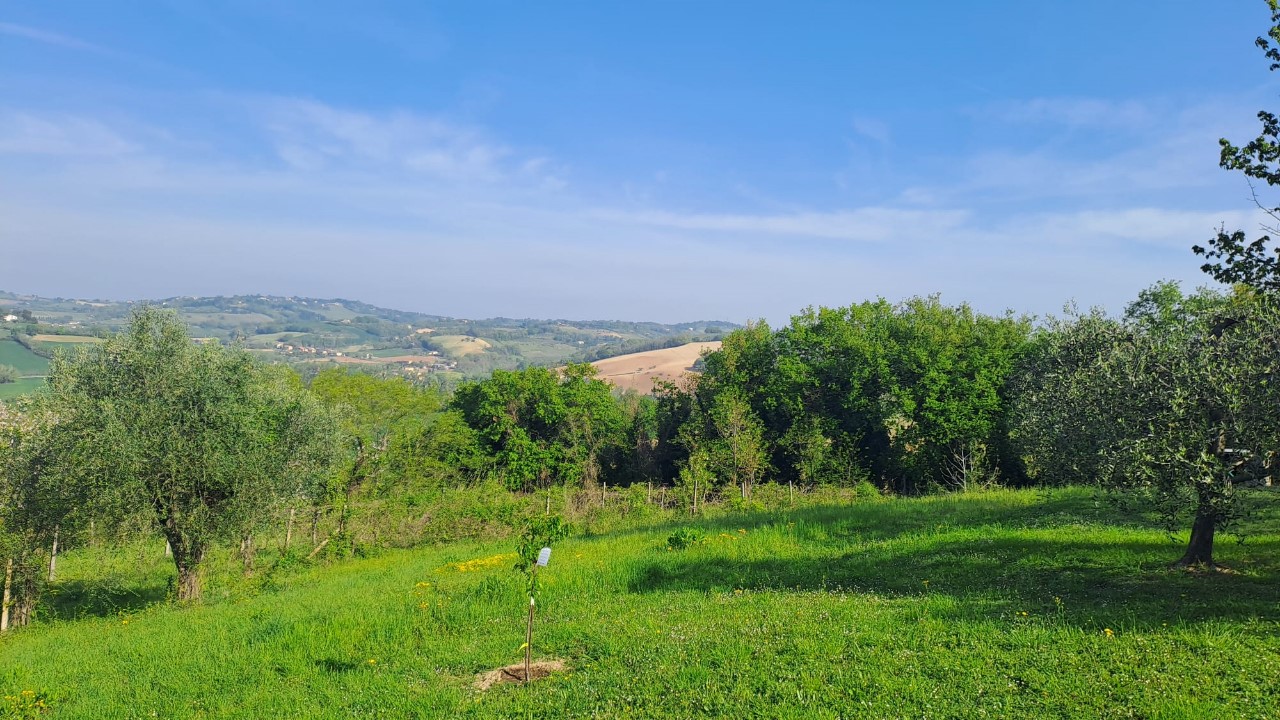 immagine annuncio 6 di 14