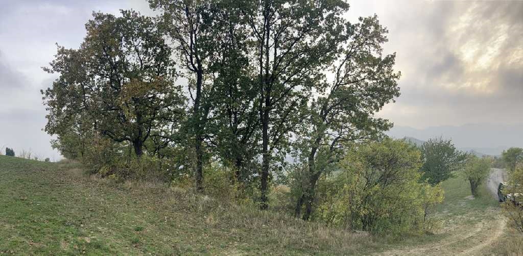 Riolo Terme - ZONA BORGO RIVOLA VENDESI TERRENO AGRICOLO